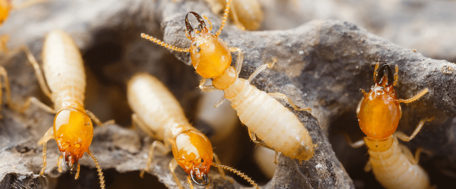 Termites feeding on wood, close up