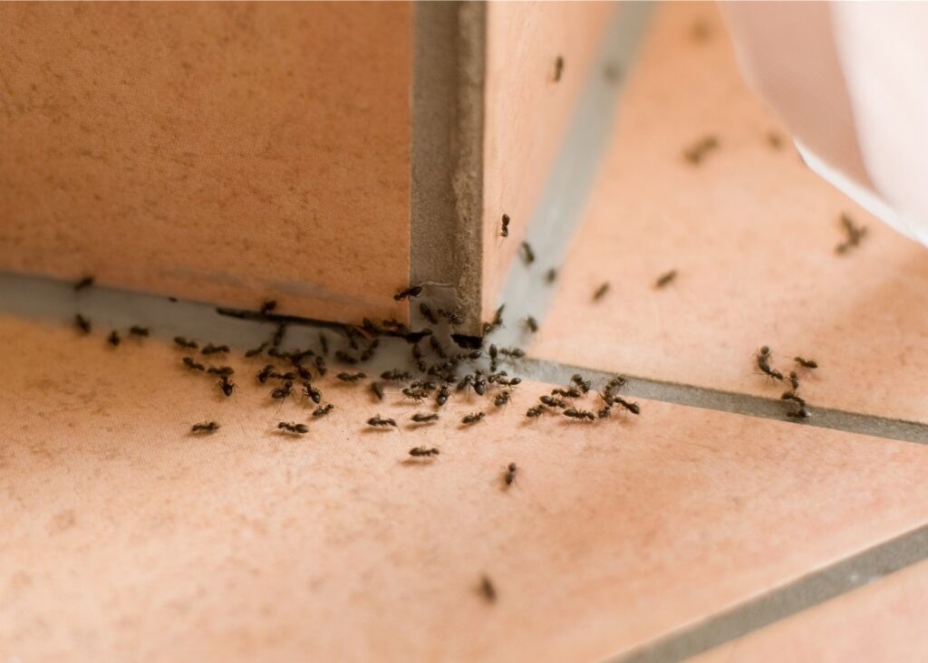 Ants trailing across a kitchen surface in a Maryland home